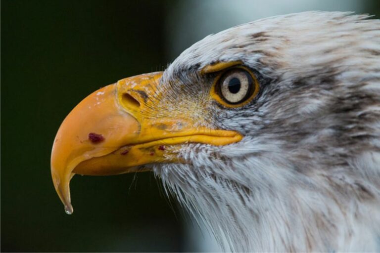 Bicos e garras de aves.