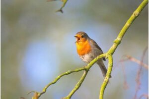 Aves que cantam e suas diferentes vocalização.