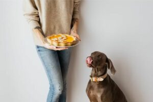 Dicas de alimentação para pets.