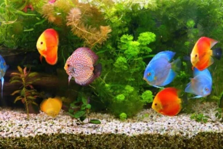 cuidar de peixes em aquários.